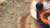 柴犬好意替兄弟挠痒，岂料被一口咬住狗瓜，二狗：要让你长长记性