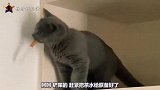 搞笑视频：喵星人想吸主人珍藏的香烟，不料被铲屎官揍的瑟瑟发抖