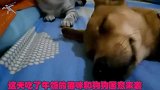 狗狗睡觉打呼，一旁的猫咪忍无可忍，下一秒猫咪反应忍不住笑喷