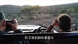 男子开车挑衅犀牛，却被犀牛按在地上摩擦，场面一度失控！