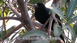 恐怖的“红眼鬼鸟”，叫声凄厉，你听说过它的民间传说吗？