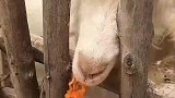 让自家羊品尝正宗火鸡面