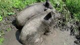 玩泥坑的两头野猪，被不速之客打扰，野猪：太扫兴了