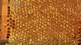 原来蜂蜜在国外是这样纯手工刮出来的，怪不得那么贵