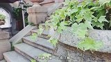 俗语“门前不栽树，屋后不开窗”，有啥含义吗？都是经验之谈