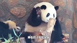 可爱的熊猫宝宝，睡觉都凑成团，蠢萌蠢萌的