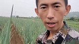大叔被质疑把葱提起来拍视频，大叔的回复让许多网友打脸了