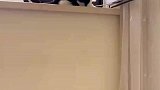 猫叼崽正常，但公猫为什么叼崽