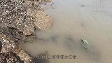 赶海撞上鲨鱼捕食现场，一米长巨鲨追咬大鲶鱼，结果双双惨死浅滩
