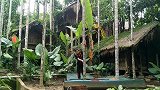 黎族人爬槟榔树，30米高飕飕的上去了