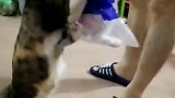 最后一只小猫送人了，猫妈妈依依不舍！
