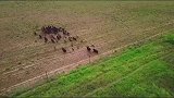 美国农场用热成像仪捕捉野猪，一枪一个太准了