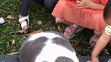 哇塞，好大一头猫，要不要一起撸猫吖一起长大一起玩耍 萌宠出道计划 一群小可爱 喵星人