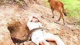 小哥农田边上放牛睡觉，一条巨蟒却游了过来