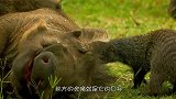 疣猪按摩被狮子打断后，直接朝狮子撒气，猫鼬大哥威武