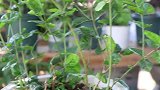茉莉花不开花？几个方面“精细”化，白色花朵开不停