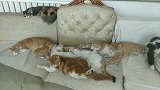 这群猫咪太有爱了，看起来是很温馨的一家呢！