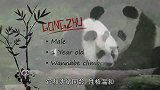 可可爱爱没有脑袋，两只小熊猫一会咬竹子，一会又练习爬树