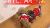 灰崽听主人话一听就懂