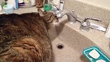 好胖的猫咪啊，还会这样喝水呢，真的是好喜欢啊！