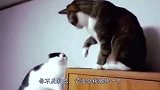 为什么猫咪打架时，总爱“扇巴掌”？看完请憋住别笑！