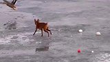一只狗在冰面上追鸭子