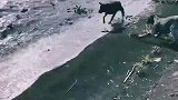 狗子：兄弟快来救我呀，我要被冲走了！