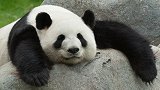 大熊猫戏精上身 极力配合伙伴“隔山打牛” 简直太可爱啦