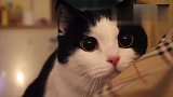 明明能够靠颜值，萌猫却偏偏要靠搞笑吃饭！