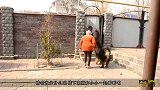 野狼误闯入藏獒领地，以一敌六大战藏獒，镜头拍下精彩全过程
