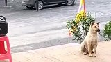 狗子：领导讲话，你们下面要好好听！