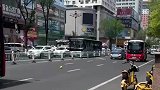 柚子滚到路上，车竟然先吃了