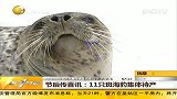 节后传喜讯 11只斑海豹集体待产