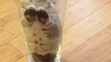 茶杯里的小萌猫