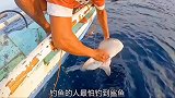 用几十公斤鱼饵钓取值钱海货，不想捅了鲨鱼窝