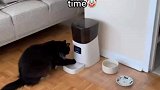 猫猫饿了，但还没有到点