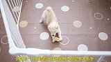 小狗撕咬布偶玩具，把隔壁的猫咪都吓着了