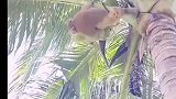 泰国农场使用猴子工人帮忙摘椰子
