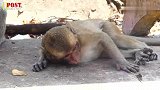 小猴子米洛很伤心，趴在地上很久了。原来猴子不开心也是这样的