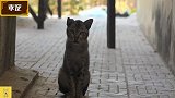 街上遇见走失一年的家猫，猫咪却不敢认主人，太可怜了