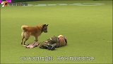 军犬是怎么走军步的，一只军犬当众表演，看完请憋住别笑