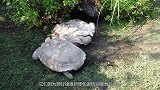 一只乌龟翻在地上，另一只乌龟路过，令人意外的画面出现了
