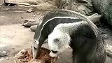 好家伙，这是新物种吗