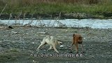 9匹野狼围攻一头灰熊，难得一见的激烈搏杀！太精彩了