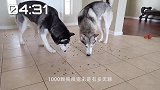主人为了奖励二哈，准备了一屋子的狗粮，看狗子吃出满满幸福感