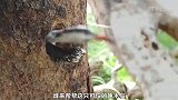 啄木鸟被卡在树洞，无法用喙啄树