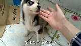 哈士奇不听话,主人假装要卖狗,狗子的反应真搞笑!