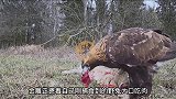 金雕捕获的野兔被乌鸦垂涎，试图前来分一杯羹，金雕的反应太搞笑