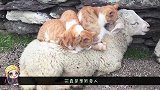 当天然羊毛毯遇上肉垫按摩仪，猫咪和羊的组合简直完美，镜头记录