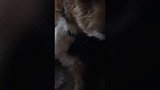 猫咪在马儿身上坐着,酷酷的样子,简直太潇洒了!